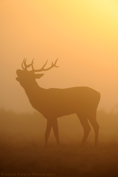 Misty sunrise