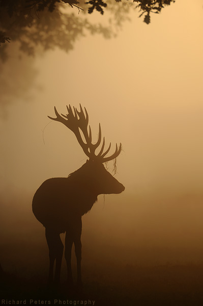 Stag in runrise mist