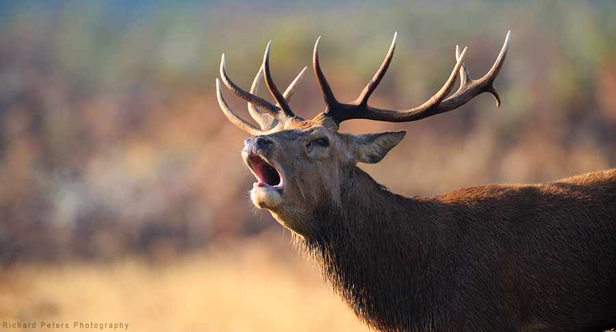 deer4 600 + 1.4 TC