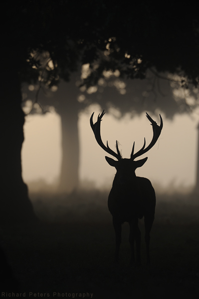 Stag amongst the tree's