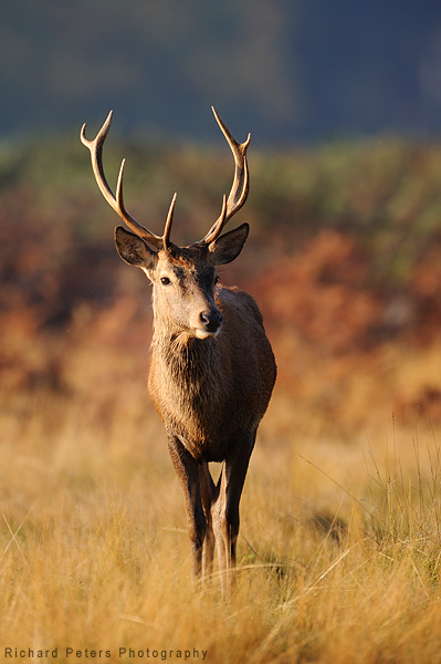 deer6 Morning sun