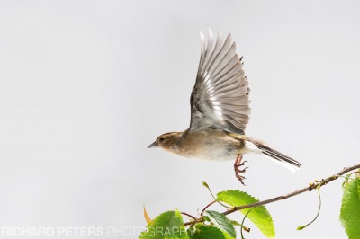 Female Chaffinch in flight Female Chaffinch in flight