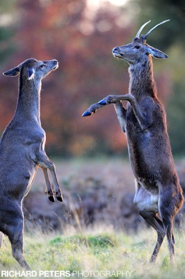 Boxing match