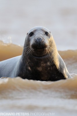 Grey Seal relaxing in the waves Relaxing in the waves