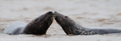 A sign of affection A sign of affection