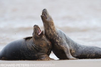 Flirting during the mating season Flirting during the mating season