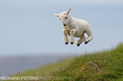 Spring Lamb Nikon D2x, 200-400 VR, 1/740, f4, ISO 400