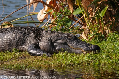 D300, 200-400 + 1.4, 550mm, f8 D300, 200-400 + 1.4, 550mm, f8