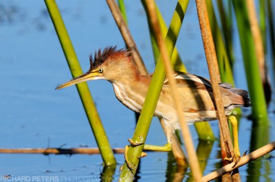 Least Bittern