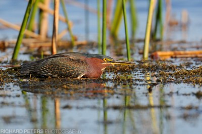Little Green Heron, D300 with 200-400 + 1.4x