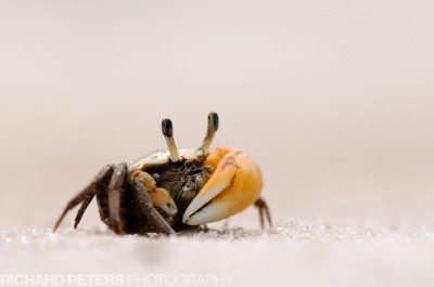 Fiddler Crab, D300 with 200-400 + 1.4x