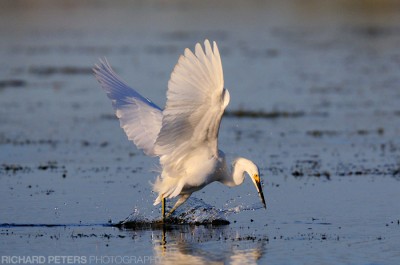 Snowy Egret, D300 with 200-400 + 1.4x Alligator, D3 with 200-400 + 1.4x