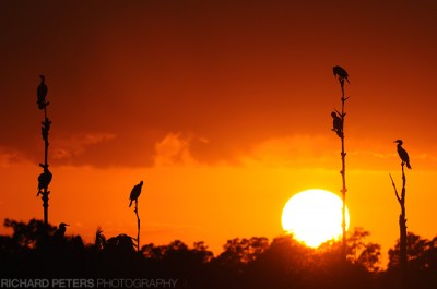 Cormorants, D3 with 200-400 + 1.4x Typcial late afternoon sun, Green Cay
