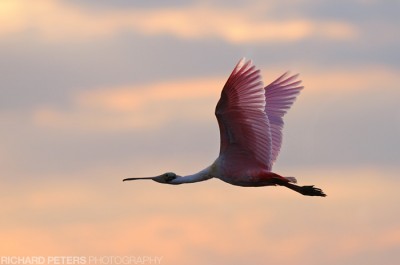 Spoonbill, D300 with 200-400 Spoonbill, D300 with 200-400