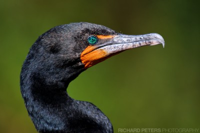 Cormorant, D3, 200-400 VR, 1.4x TC, 550mm, f7.1 Cormorant, D3, 200-400 VR, 1.4x TC, 550mm, f7.1
