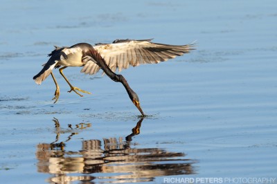 Tri Coloured Heron, D3 with 200-400