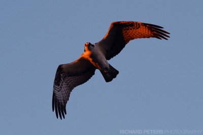 Osprey in golden light, D3 with 200-400 Osprey in golden light