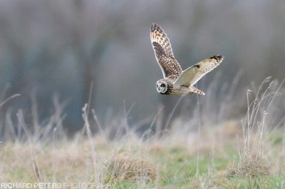 D300, 600 + 1.4x, 1/1000, f7.1, ISO 1600 D300, 600 + 1.4x, 1/1000, f7.1, ISO 1600