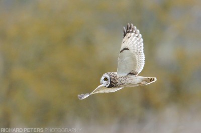 D300, 600 + 1.4x, 1/800, f7.1, ISO 1600 D300, 600 + 1.4x, 1/800, f7.1, ISO 1600