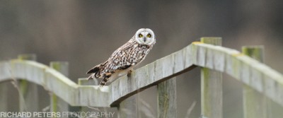 D300, 600 + 1.4x, 1/800, f5.6, ISO 1600 D300, 600 + 1.4x, 1/800, f5.6, ISO 1600