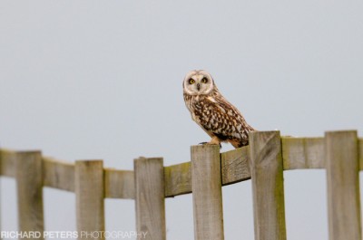D300, 600 + 1.4x, 1/1000, f5.6, ISO 500 D300, 600 + 1.4x, 1/1000, f5.6, ISO 500