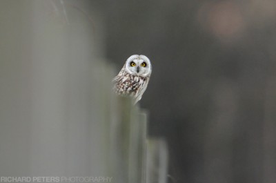 D300, 600 + 1.4x, 1/800, f5.6, ISO 1600 D300, 600 + 1.4x, 1/800, f5.6, ISO 1600