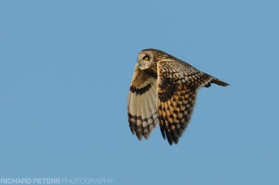D300, 600 + 1.4x, 1/1250, f8, ISO 250 D300, 600 + 1.4x, 1/1250, f8, ISO 250