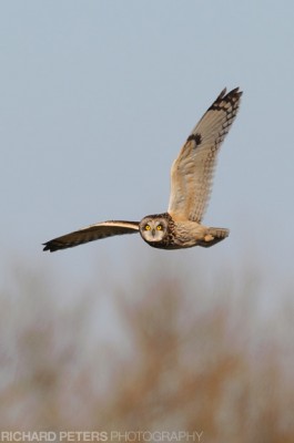 D300, 600 + 1.4x, 1/1250, f8, ISO 280 D300, 600 + 1.4x, 1/1250, f8, ISO 280