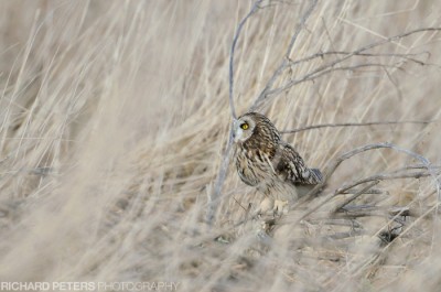 D300, 600 + 1.4x, 1/1600, f7.1, ISO 800 D300, 600 + 1.4x, 1/1600, f7.1, ISO 800