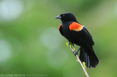 Red Winged Blackbird, D300 with 200-400 + 1.4x