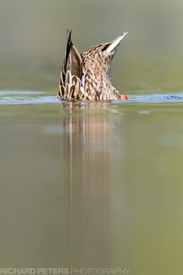 Bobing Duck Bobing Duck