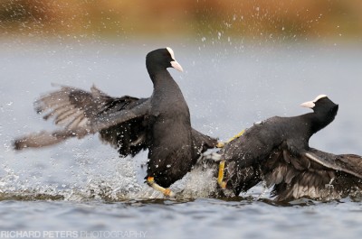 Fighting Coots Fighting Coots