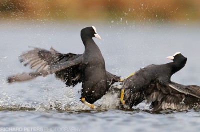 Fighting Coots