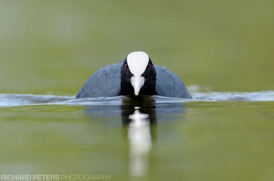 Coot, D300, 600mm, 1/400, f8, ISO 500