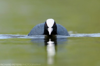 Coot, D300, 600mm, 1/400, f8, ISO 500 Coot, D300, 600mm, 1/400, f8, ISO 500