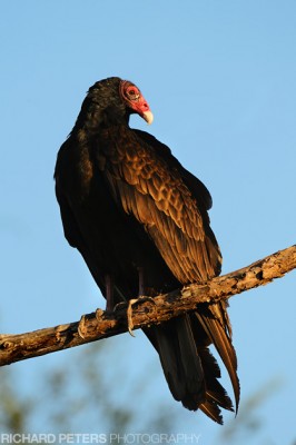 Turkey Vulture, D3 with 200-400 + 1.4x