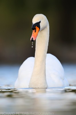 Swan, D3, 600 + 1.4x, 1/500, f7.1, ISO 400