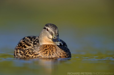 Female Mallard, D3, 600 + 1.4x, 1/640, f6.5, ISO 200