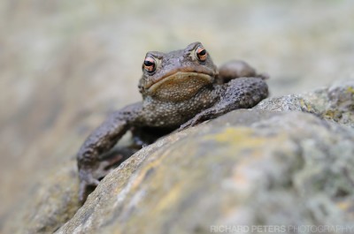 Toad, D300, 200-400 @ 400, 1/100, f5.6, ISO 800 Toad