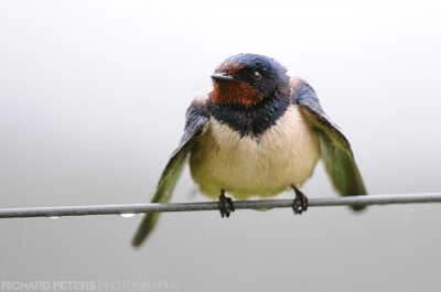 Wet Barn Swallow, D300, 200-400 @ 400, 1/200, f4, ISO 800 Barn Swallow