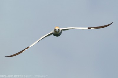 Gannet, D300, 600 + 1.4x TC, 1/1600, f7.1, ISO 200 Gannet head on