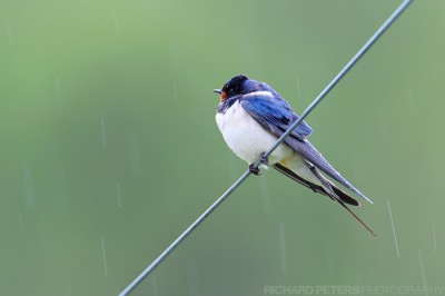 Barn Swallow in rain, D3, 600 + 1.4x, 1/80, f8, ISO 720 Barn Swallow