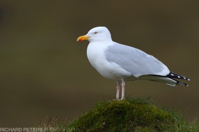 Gull