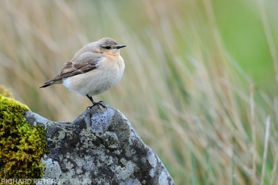 Wheatear, D3, 600 + 1.4x TC, 1/400, f8, ISO 1000 Wheatear