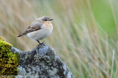 Wheatear