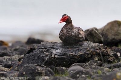 Muscovy Duck, D3 with 600 + 1.4x TC Red Face