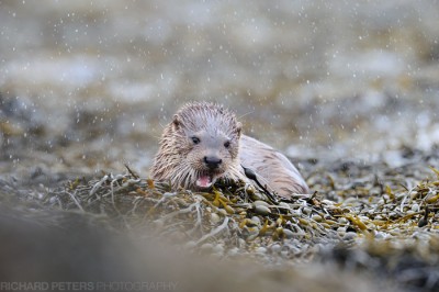 Otter in the rain