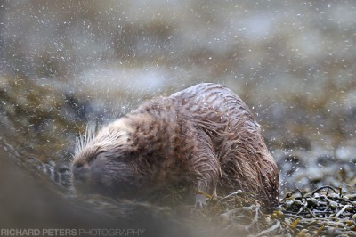 Drying off Drying off