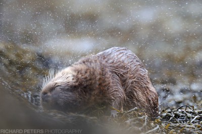 Drying off