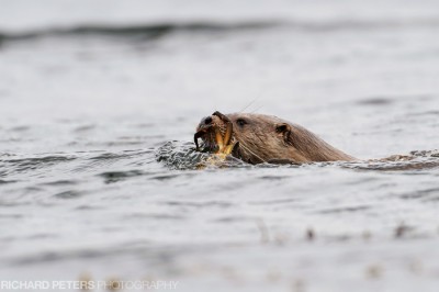 Crab Catching